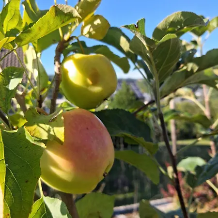 Les Mesanges Bleu Bed & Breakfast