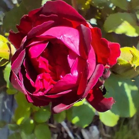 Les Mesanges Bleu Bed & Breakfast Malmedy