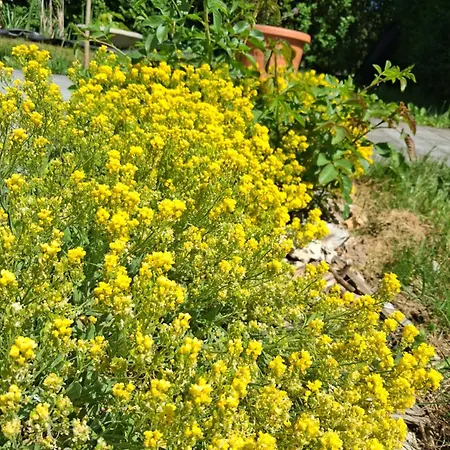 Les Mesanges Bleu Malmedy